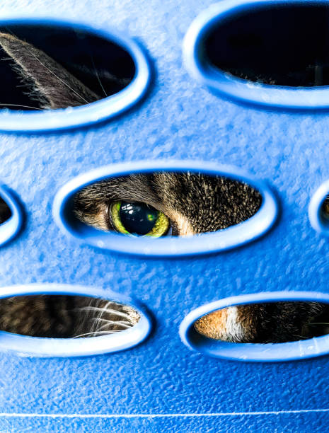 Angry gray and brown tabby cat glares out through the holes of her blue plastic pet carrier with an intense stare. Selective focus on one green eye. Close up.