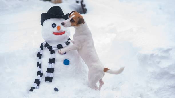 istock Jack Russell Terrier dog making a snowman. Winter fun. 2163118935