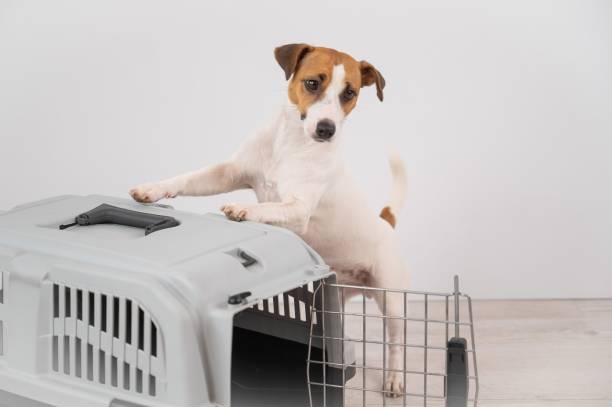 istock Jack Russell Terrier dog put his paws on a travel box. 2163120321