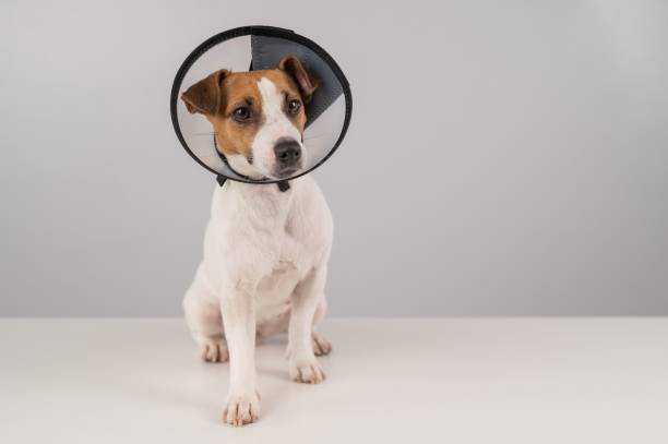 istock Jack Russell Terrier dog in plastic cone after surgery. Copy space. 2163121894