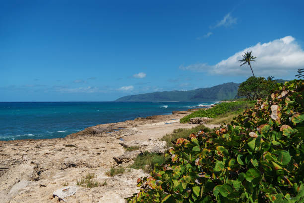 istock Serene beach with palm tree and mountains in the distance 2163121951