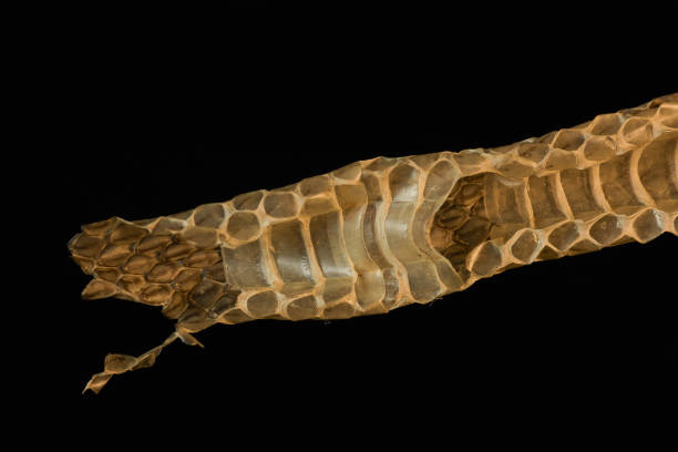 istock Snake skin close up after being shed by a growing snake 2163122205