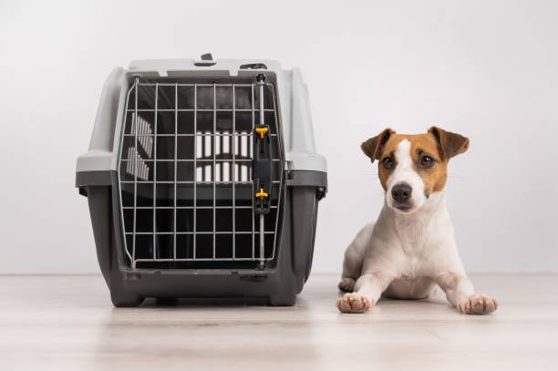 istock Dog sitting next to an open plastic carrier. 2163122491