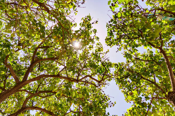 Tree top in the late afternoon sun in the middle of summer. Photographed on a sunny evening in Sweden during the month of July.