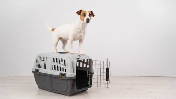 istock Jack Russell Terrier dog stands on a travel box. 2163124704