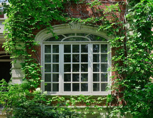istock Front window of house surrounded by ivy 2163124728