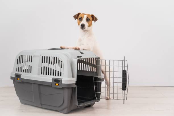 istock Jack Russell Terrier dog put his paws on a travel box. 2163124809