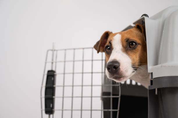istock Dog peeking out of open plastic carrier. 2163126583