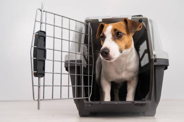 istock Jack Russell Terrier dog inside a travel box with open door. 2163127435