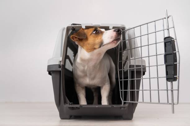 istock Jack Russell Terrier dog inside a travel box with open door. 2163128708