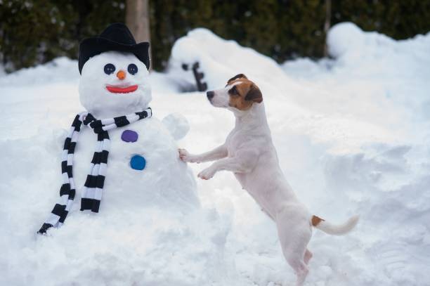 istock Jack Russell Terrier dog making a snowman. Winter fun. 2163130097