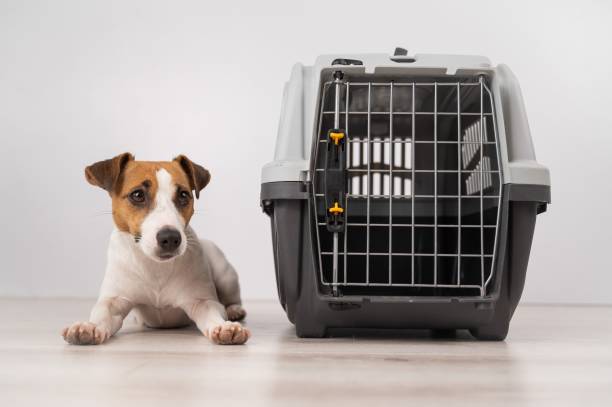 istock Dog sitting next to an open plastic carrier. 2163135531