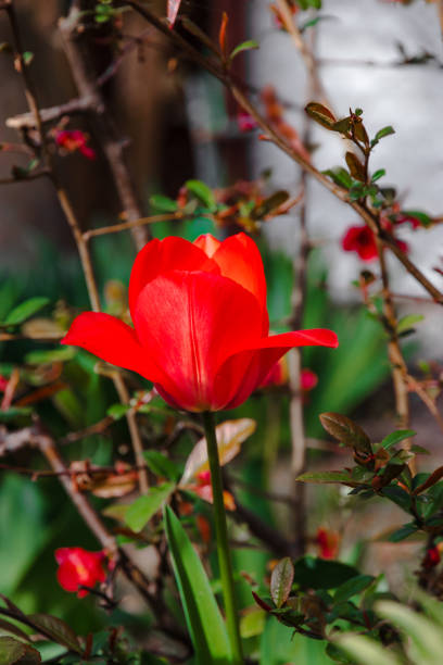 Colorful tulips bloom in spring. Beautiful floral background of bright red tulips, sunny spring day, on a background of green grass. Beautiful background with spring flowers. Selective focus.