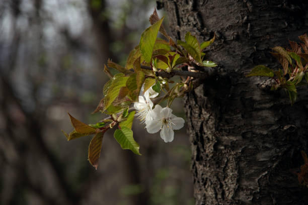 Small green leaves and white flowers bloom. Cherry blossoms. Cherry branches during spring flowering on a sunny day. Selective focus.