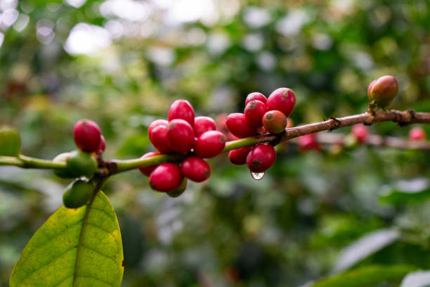 istock Colombian coffee plant 2163136986