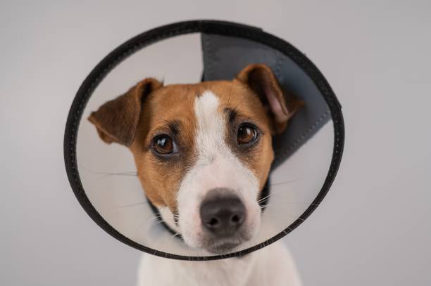 istock Jack Russell Terrier dog in plastic cone after surgery. 2163138544