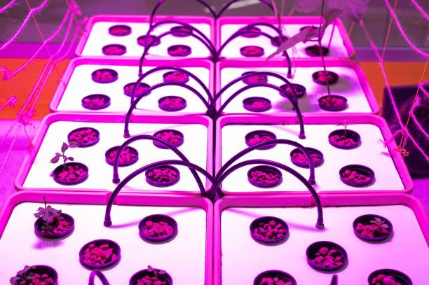 istock Pots with plants growing in an aero environment. Hydroponics. 2163139317