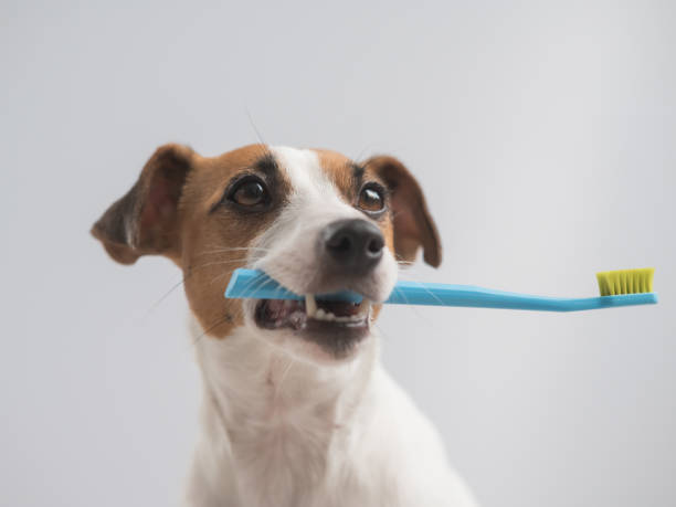 istock Jack Russell Terrier dog holding a blue toothbrush on a white background. 2163140309