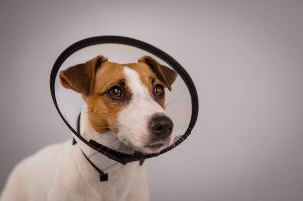 istock Jack Russell Terrier dog in plastic cone after surgery. Copy space. 2163141018