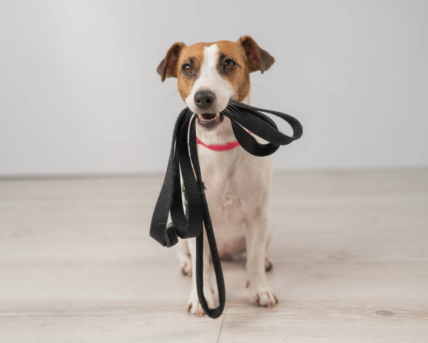 istock Jack Russell Terrier dog holding a leash and calling for a walk. 2163141169