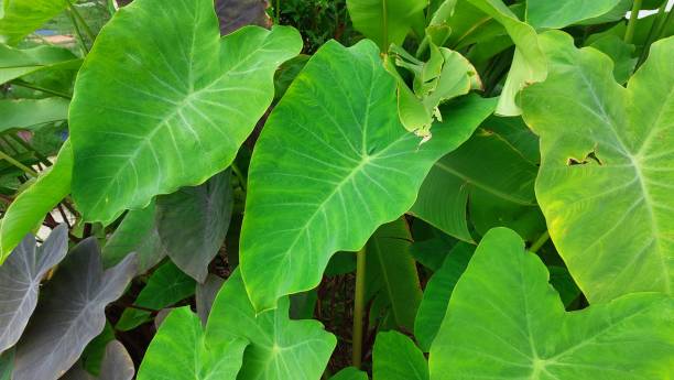 istock Bon leaves in the forest 2163141951