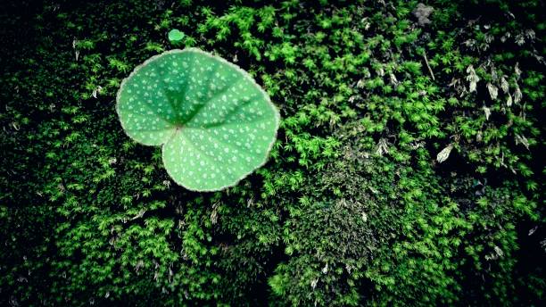 istock Bon leaves in the forest 2163141961