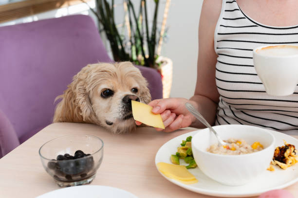 istock A woman feeds a dog from the table during breakfast. 2163144091
