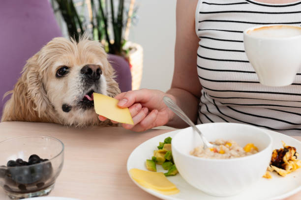 istock A woman feeds a dog from the table during breakfast. 2163144094