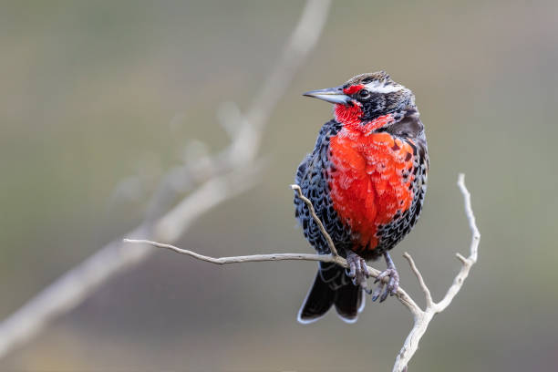 Long-tailed Meadowlark, Sturnella loyca bird from patagonia