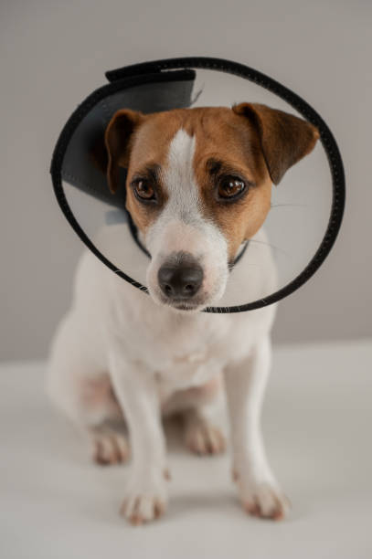 istock Jack Russell Terrier dog in a veterinary collar against scratching. Vertical photo. 2163147421