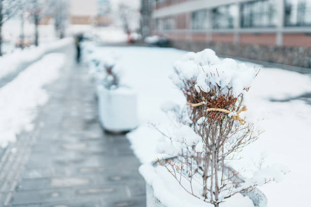 istock White snow on tree branches in winter season. natural background 2163148913