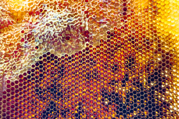 Drop of bee honey drip from hexagonal honeycombs filled with golden nectar, honeycombs summer composition consisting of drop natural honey, drip on wax frame bee, drop of bee honey drip in honeycombs