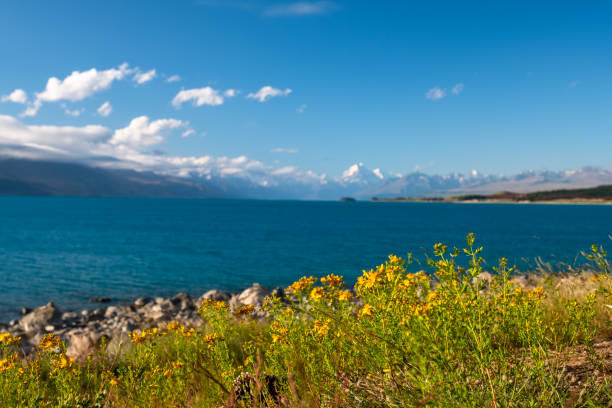 A vibrant field of wildflowers with a rustic cabin and a backdrop of distant mountains under a bright blue sky. The picturesque scene captures the tranquil beauty of rural life and the serenity of nature.