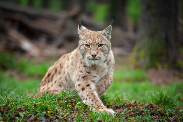 istock Lynx sitting in the grass in the woods 2163152377