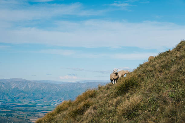 istock Sheep on Mountain Trail 2163152751