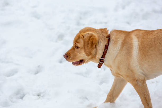 White Swiss shepherd and labrador runs and play in winter snow forest