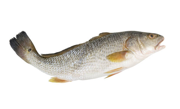 istock Red drum fish or redfish isolated on white 2163155068