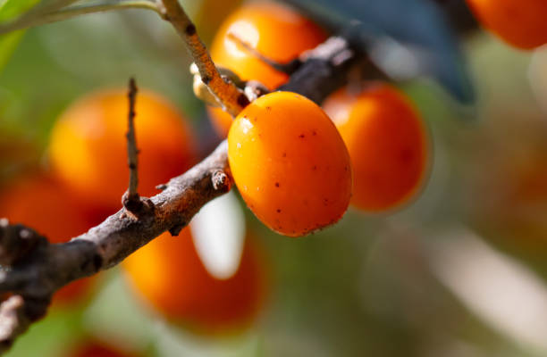 istock Ripe sea buckthorn on a tree in summer. Macro 2163158514