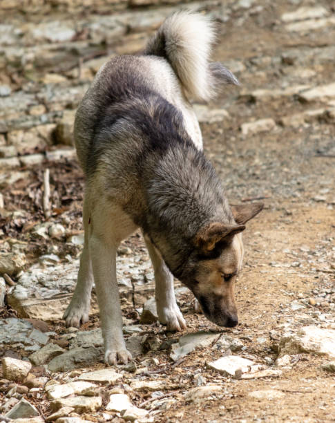 istock Portrait of a wild dog in the park 2163158564