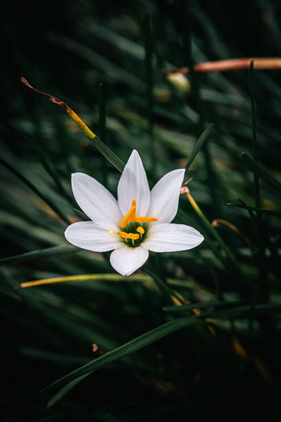 istock Flowers Among The Bushes 2163158768