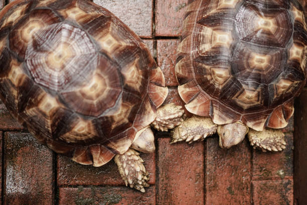Close-up Sulcata tortoise , African spurred tortoise