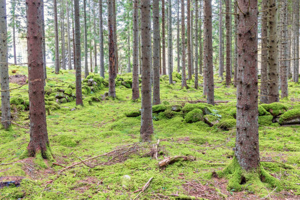 istock Forest landscape with moss covered stone walls 2163161150