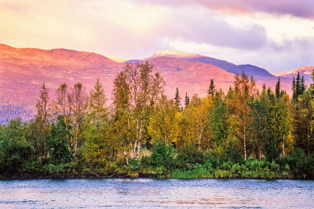 Birch forest by a river in a mountainous landscape in autumn