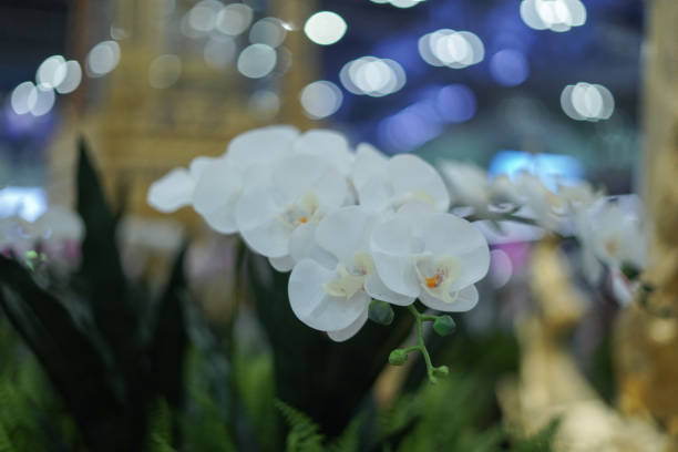Orchid flower decoration background