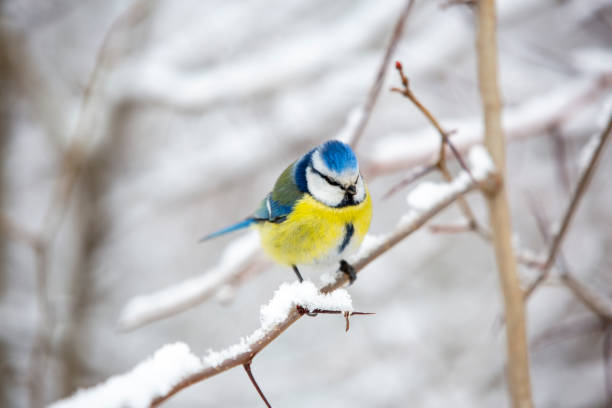 istock A small bird sits on spiky, snow-laden branches 2163162357