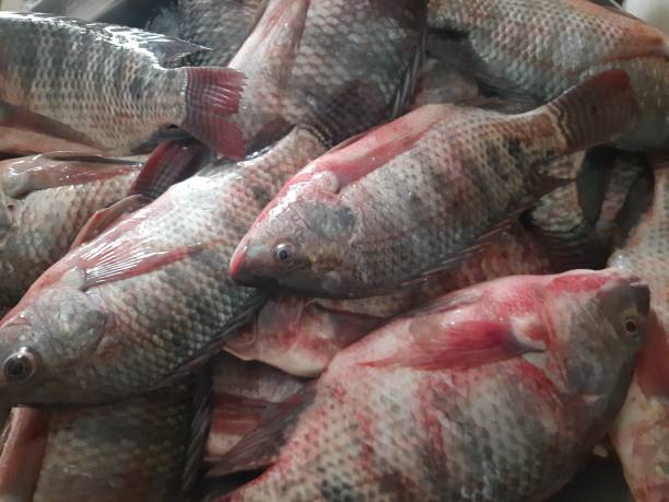 Fresh tilapia fish in a local market