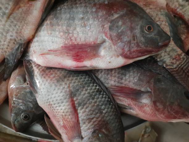 istock Fresh tilapia fish in a local market 2163163525