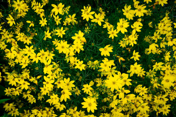 istock Yellow Coreopsis Verticillata Flowers Wallpaper Background, Whorled Tickseed, Floral Pattern for Nature-Themed Decoration, Vibrant Yellow Blooms for Garden-Inspired Wallpaper or Desktop Background 2163163842