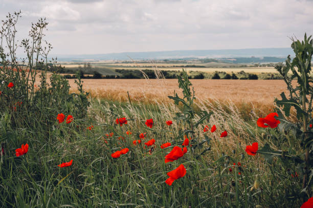 Poppies and agriculture fields in Germany. Photo taken in daytime in summer