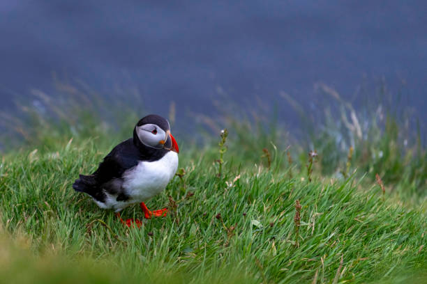 istock Atlantic Puffin, Faroe Islands , Denmark 2163164458